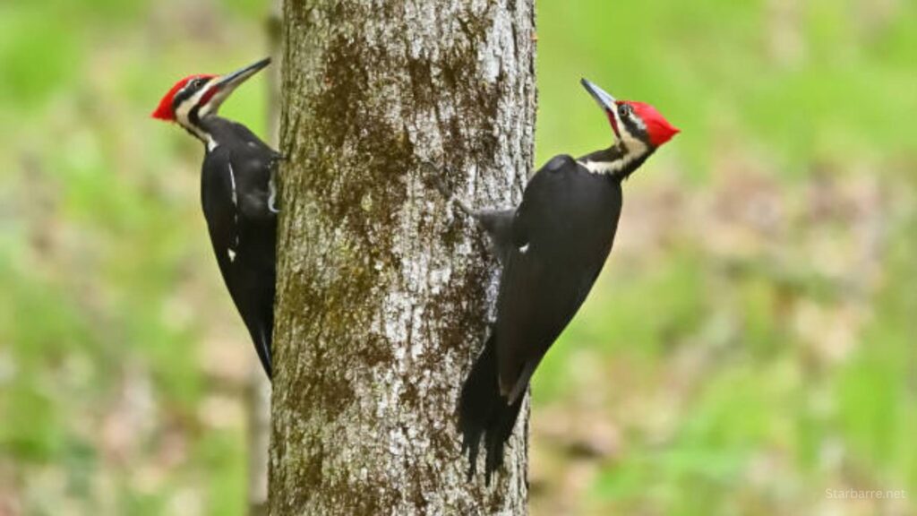 Crested Woodland Bird