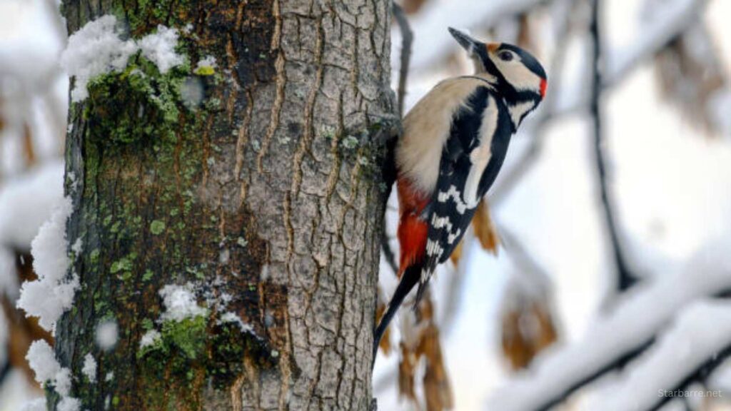 Crested Woodland Bird