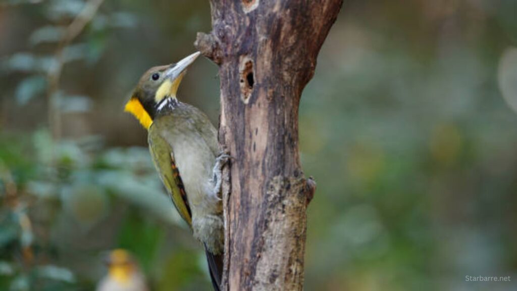 Crested Woodland Bird