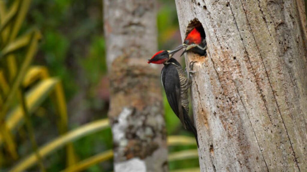 Crested Woodland Bird