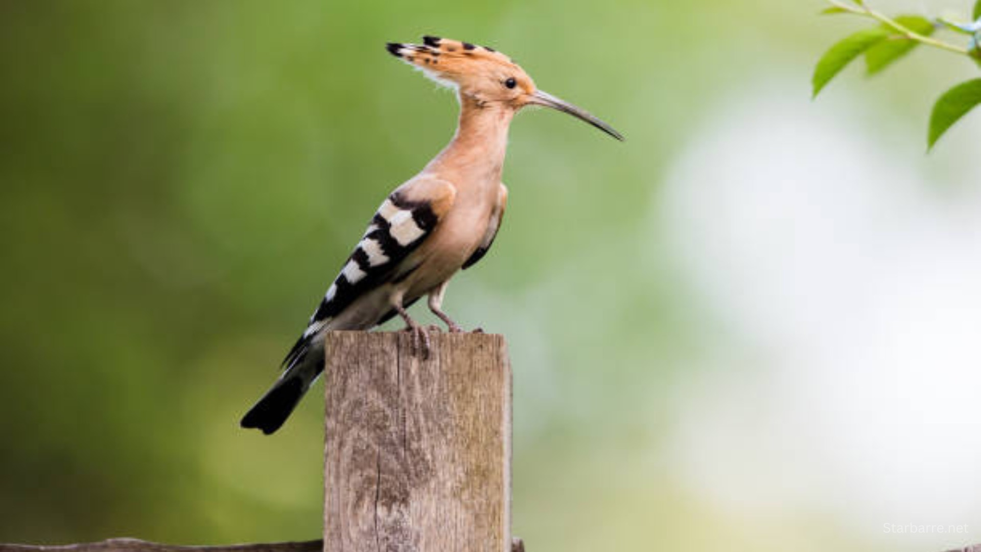 Crested Woodland Bird