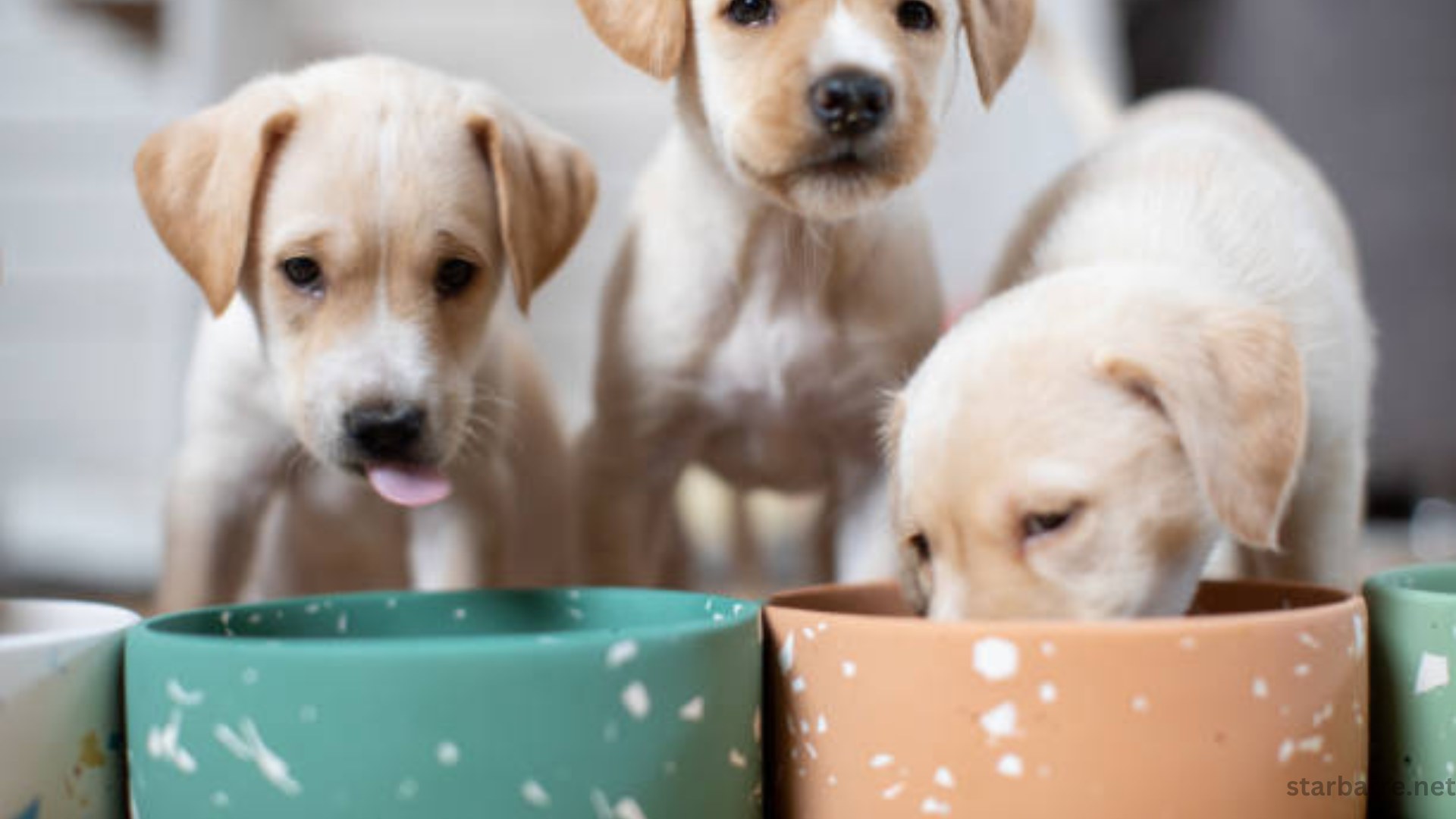 Dog Litter Box