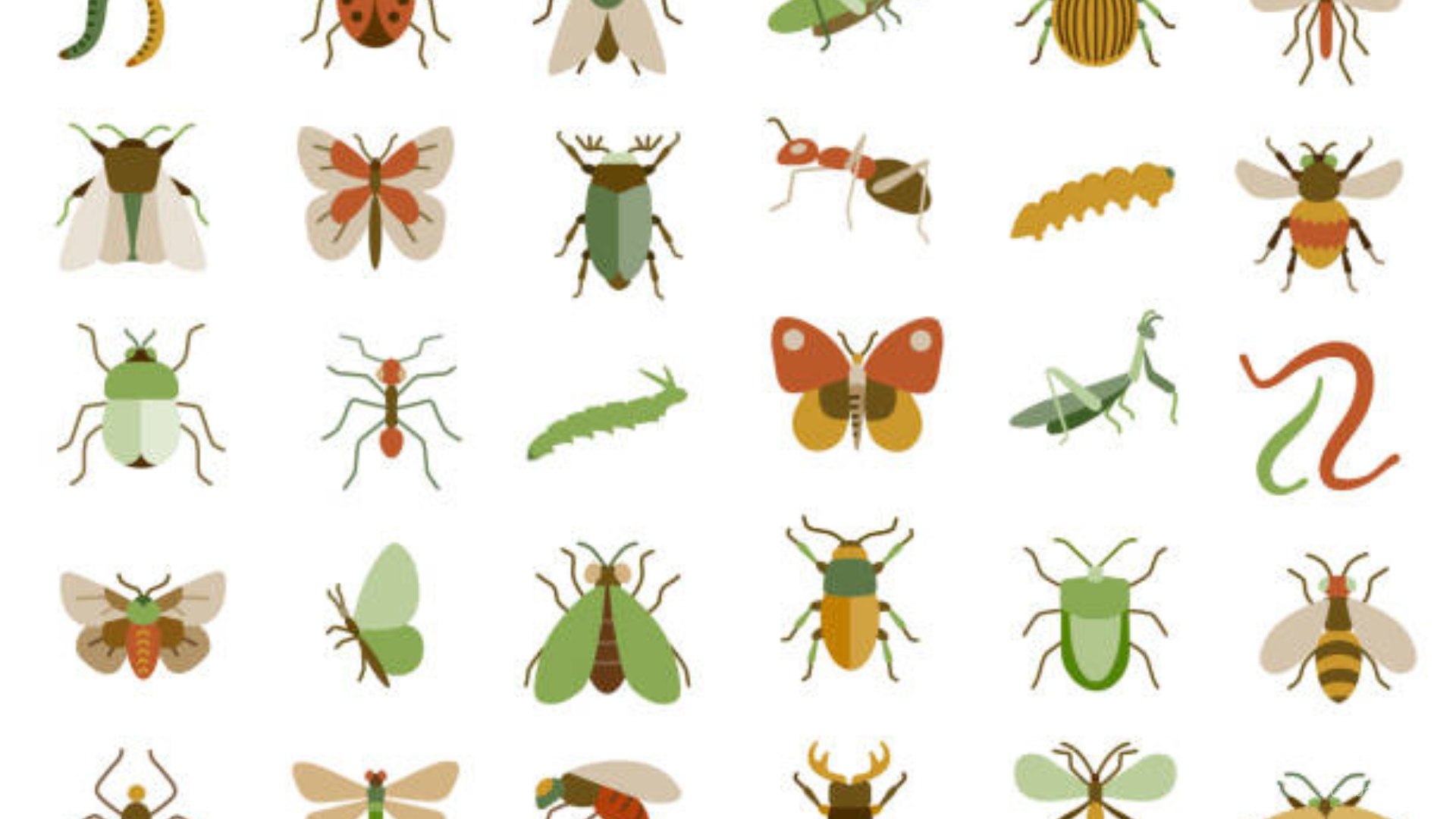 Are Bugs Animals