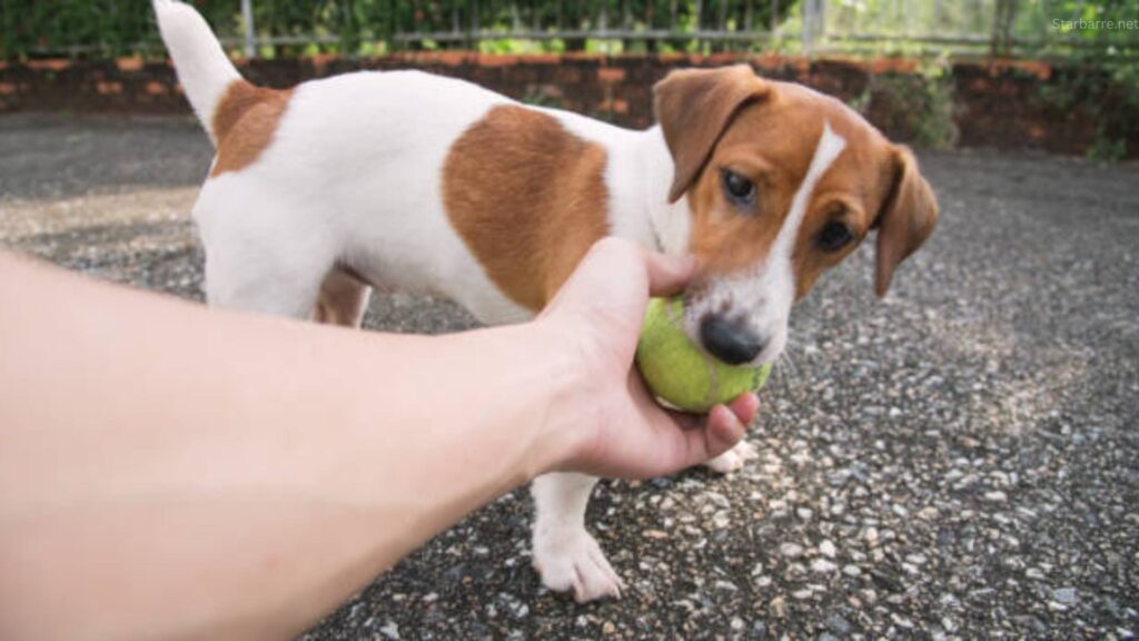 Can Dogs Eat Guava