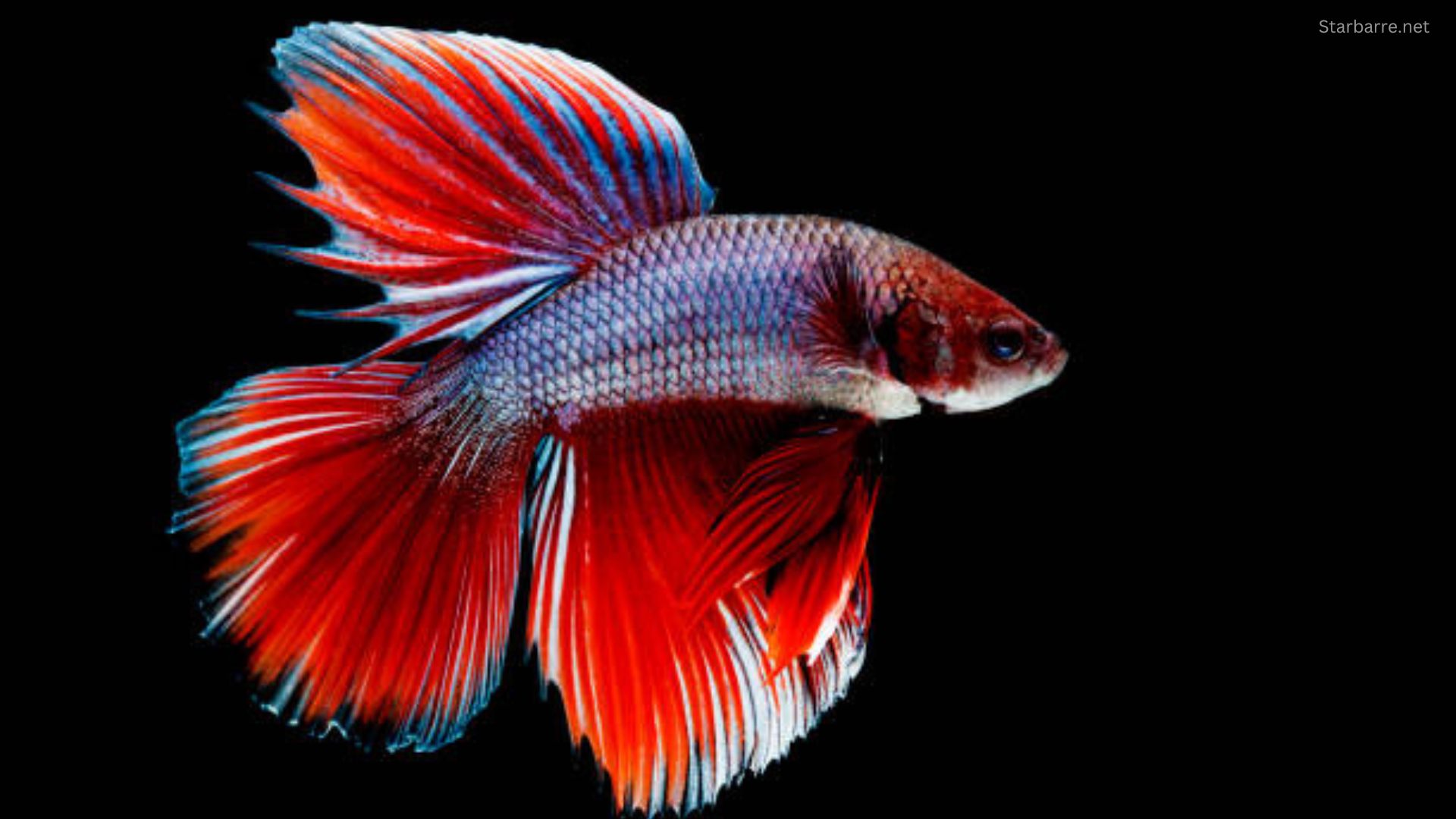 How Long Do Betta Fish Live