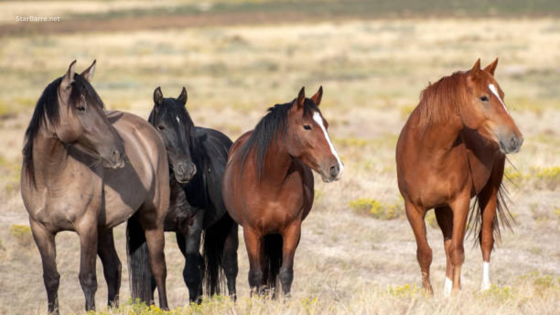 How Much Does a Horse Weigh