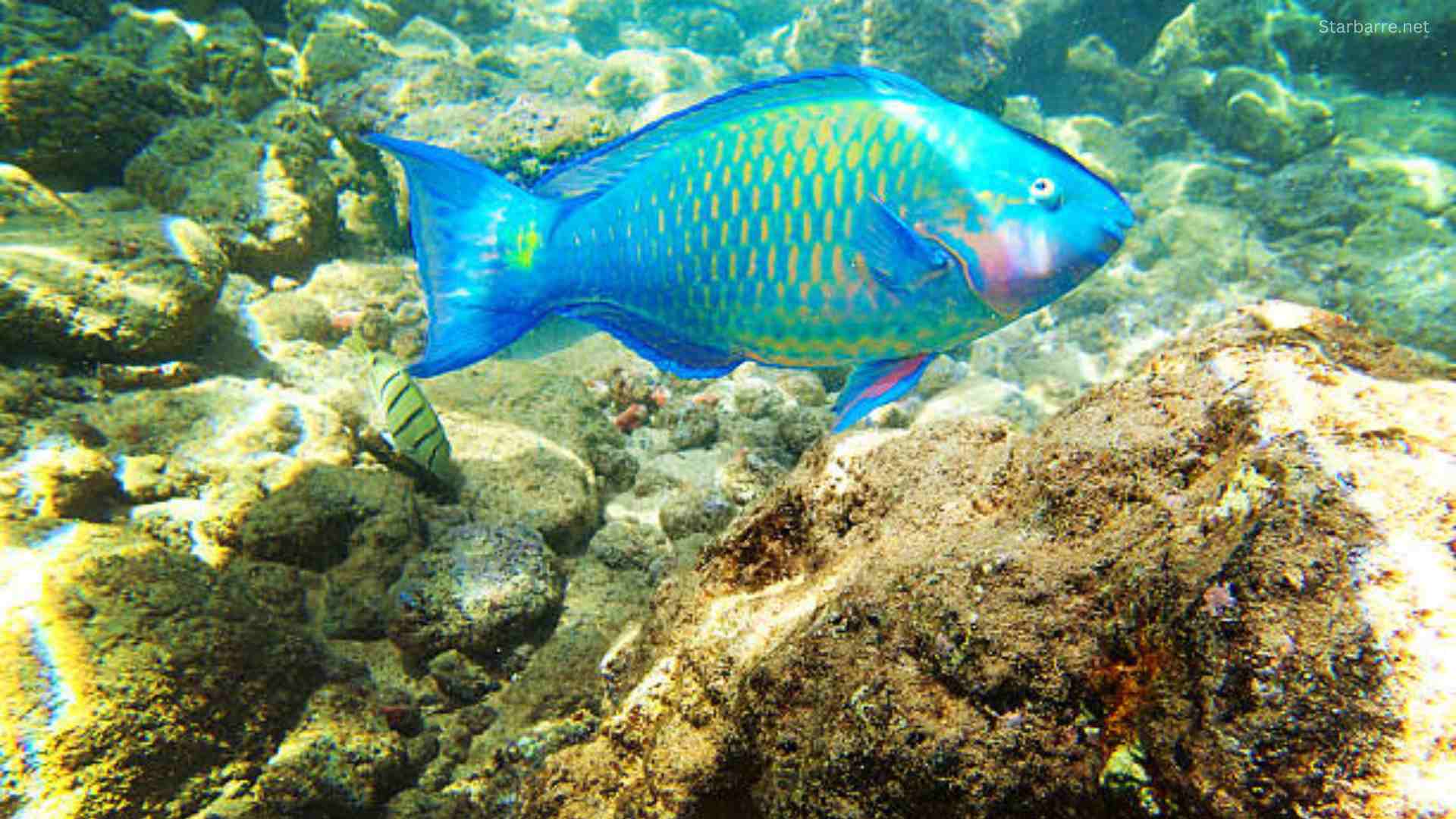 Parrot Fish