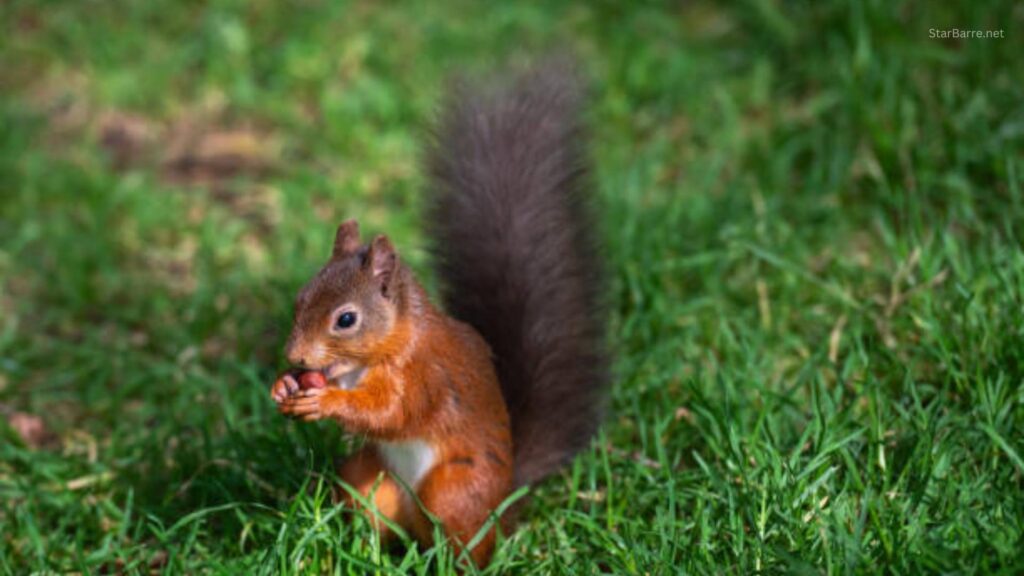 Do Squirrels Eat Meat